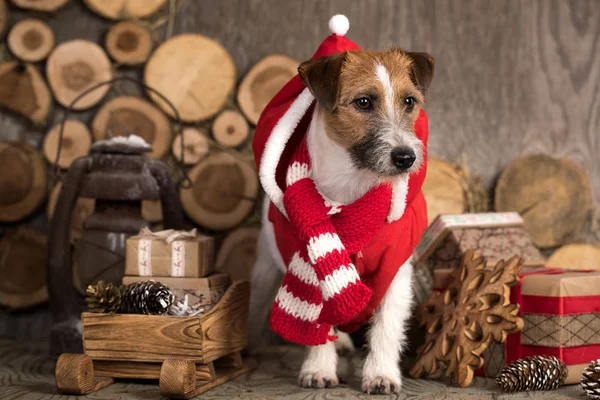 Jack Russell Terrier Cão Natal — Fotografia de Stock