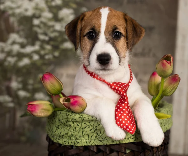 Jack Russell Terrier Vestito Cravatta Con Bouquet Rose — Foto Stock