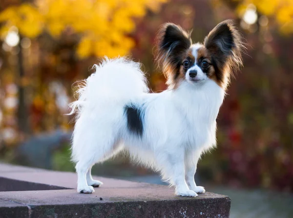 Sonbahar Arka Planında Papillon — Stok fotoğraf