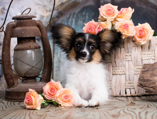 Papillon Puppy Rose Flowers — Stock Photo, Image