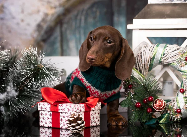 子犬のダックスフント 新年の子犬 クリスマス犬 — ストック写真