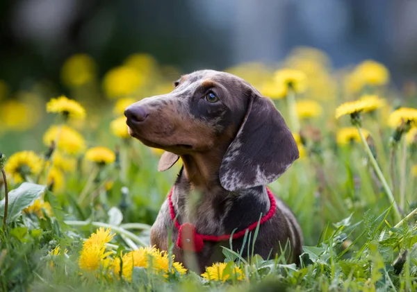 子犬のダックスフント 新年の子犬 クリスマス犬 — ストック写真