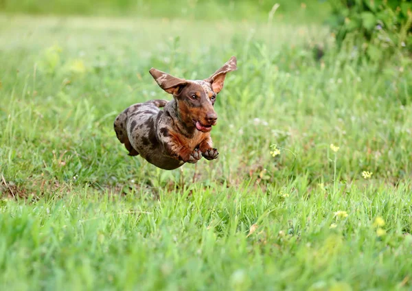 Dachshunds Puppy Spelen Het Gras — Stockfoto
