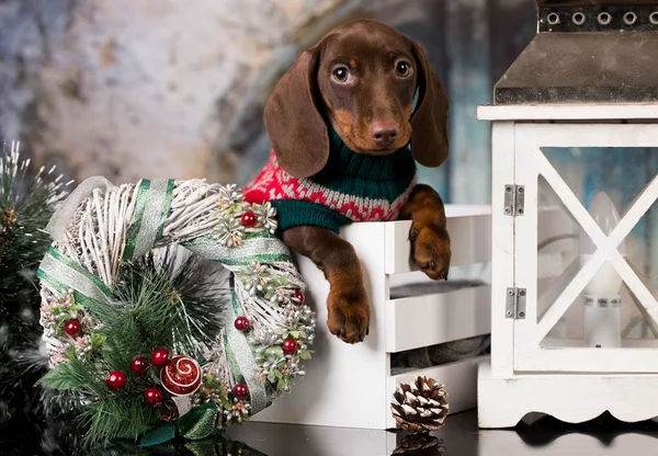 Cucciolo Natale Cane Bassotto — Foto Stock