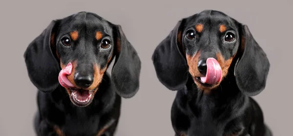 Ritratto Simpatico Cane Bassotto Colore Nero Davanti Uno Sfondo Scuro — Foto Stock