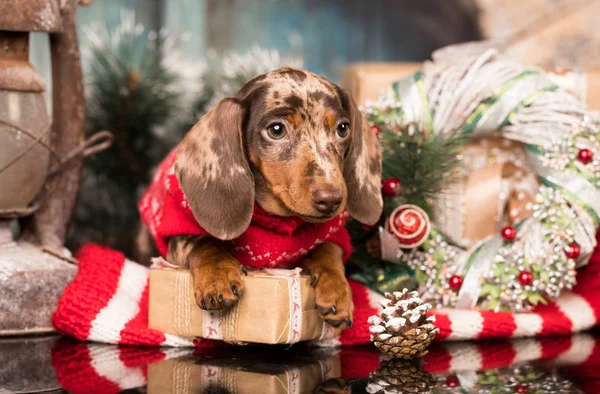 Щенячий Такса Новорічний Цуценя Різдвяний Собака Ліцензійні Стокові Фото