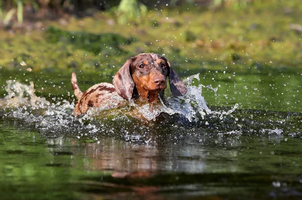 Köpek Suda Oynamak Dachshund Köpek Yavrusu Nehirde Yüzmek Telifsiz Stok Fotoğraflar