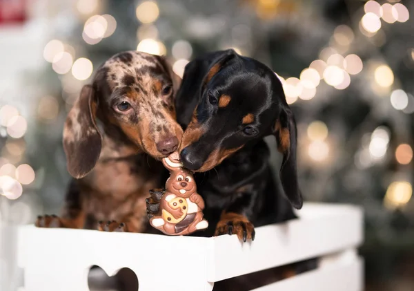 Welpe Dackel Neujahrswelpe Weihnachtshund Stockfoto