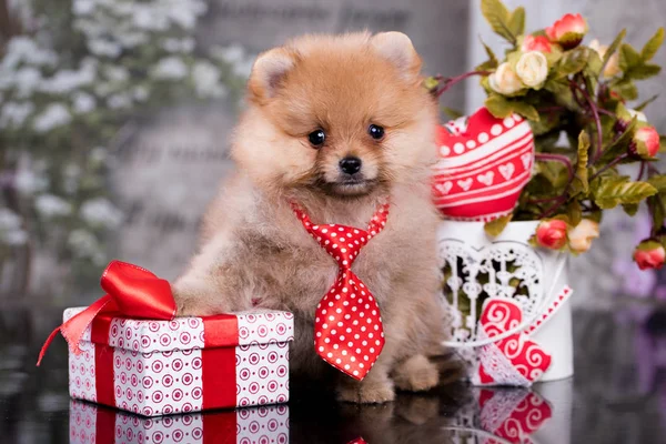 Spitz Tie Gift Box — Stock Photo, Image