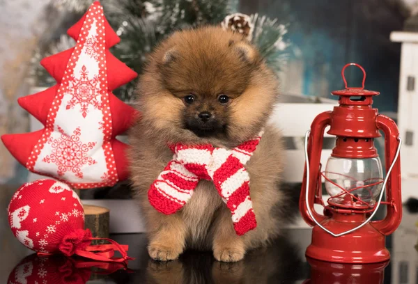 Cão Spitz Natal Cachecol Decorado Com Uma Árvore Natal — Fotografia de Stock