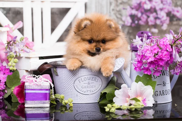 Güzel Turuncu Köpek Pomeranian Spitz Çiçek Köpek Pomeranian Köpek Sevimli — Stok fotoğraf