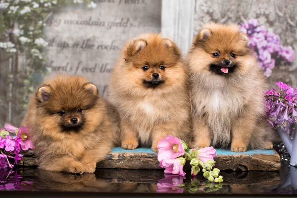 美しいオレンジ色の犬 ポメラニアンスピッツ 子犬ポメラニアン犬かわいいペット幸せな花の笑顔 — ストック写真