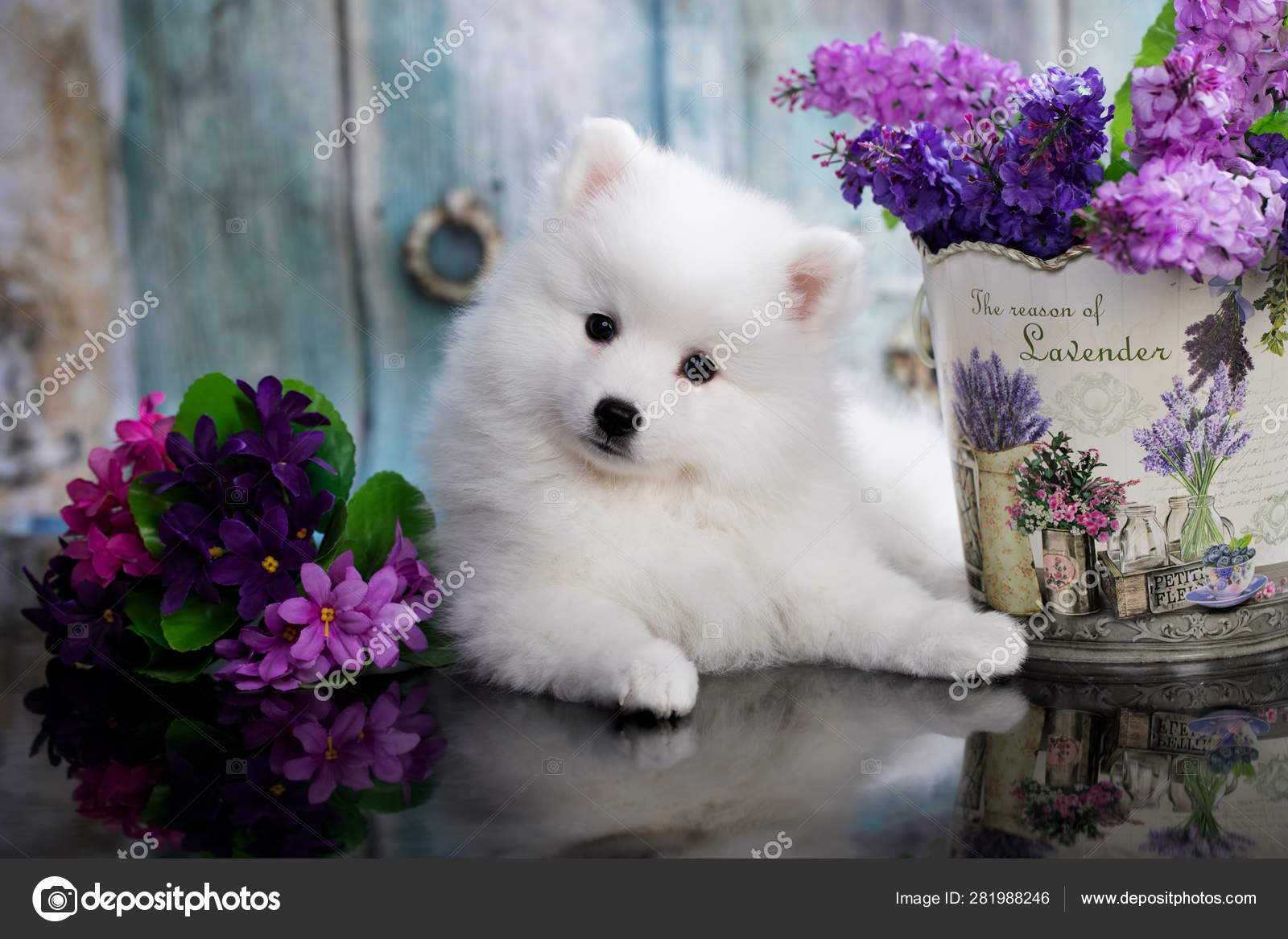 Puppy White Japanese Spitz Stock Photo By C Lilun Li Puppy White Japanese Spitz Stock Photo By C Lilun Li