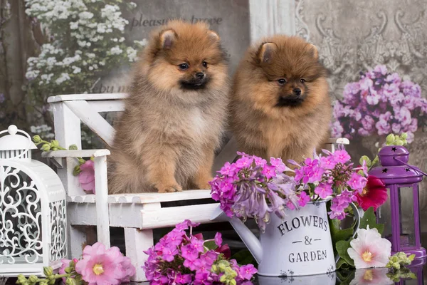 美しいオレンジ色の犬 ポメラニアンスピッツ 子犬ポメラニアン犬かわいいペット幸せな花の笑顔 — ストック写真