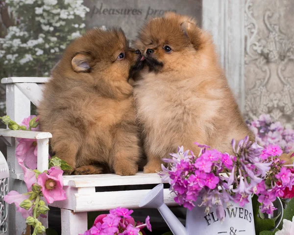 美しいオレンジ色の犬 ポメラニアンスピッツ 子犬ポメラニアン犬かわいいペット幸せな花の笑顔 — ストック写真