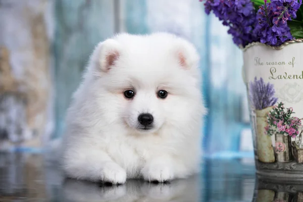 Hermoso Perro Blanco Spitz Spitz Japonés Perro Lindo Mascota Feliz —  Fotos de Stock