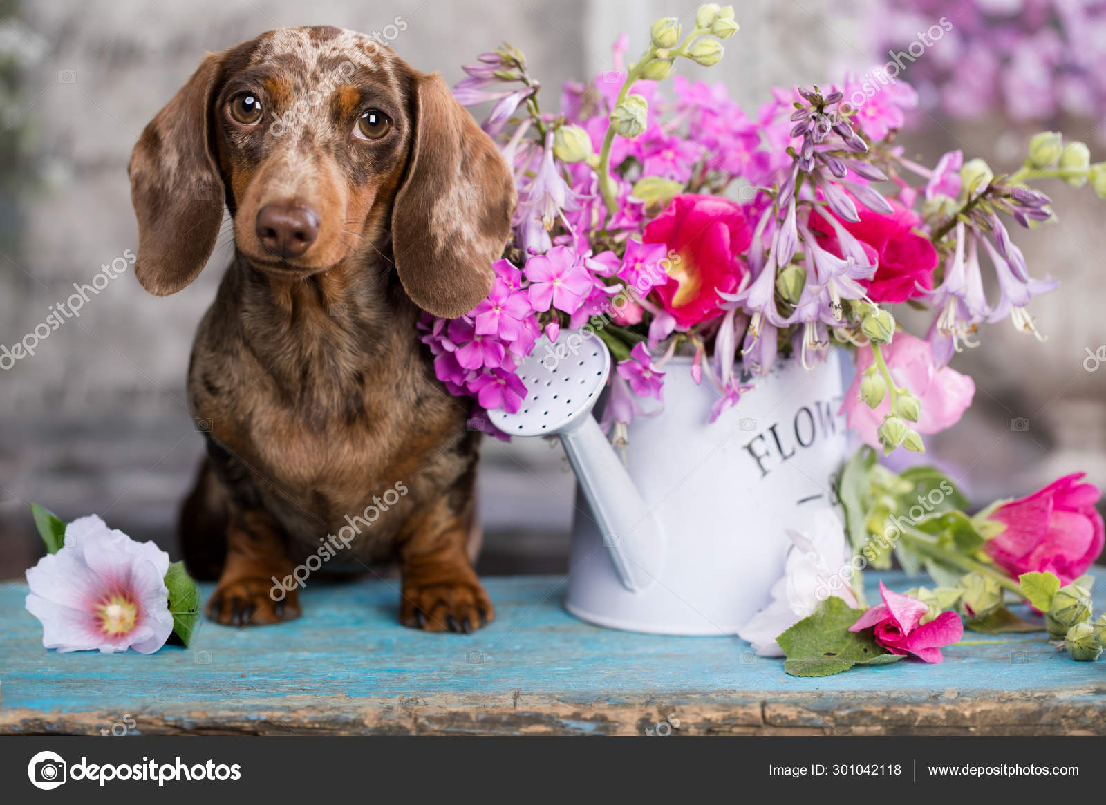 merle colored dachshund