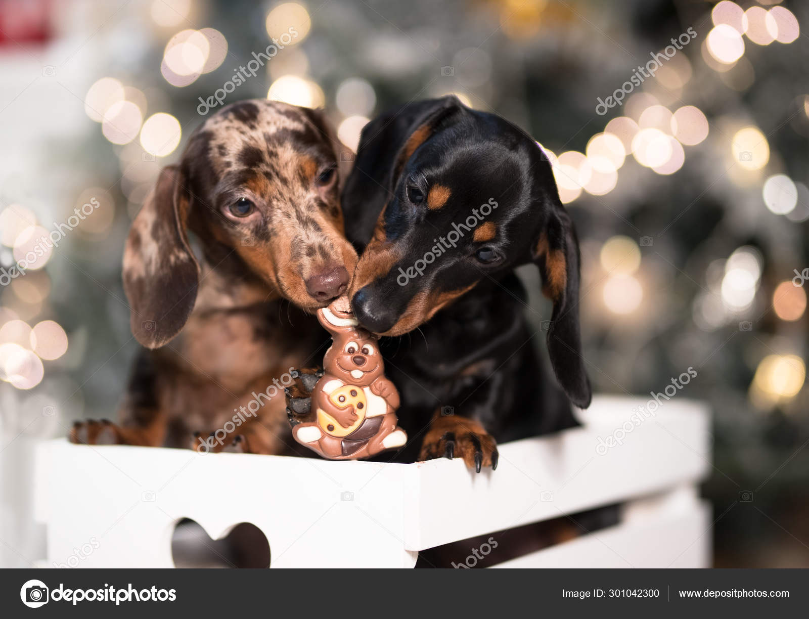 Puppy Dachshund New Year's Puppy Christmas Dog — Stock Photo
