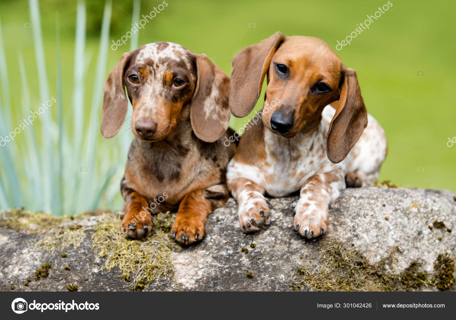 piebald weiner dog