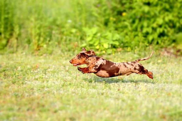 緑の芝生で遊ぶダックスフントの子犬の犬 — ストック写真