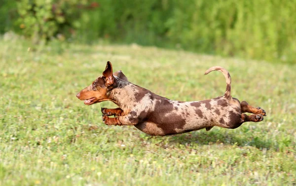 Dachshunds Dog Playing — Stock Photo, Image