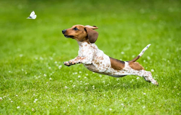 达赫肖德小狗在草地上玩耍 — 图库照片