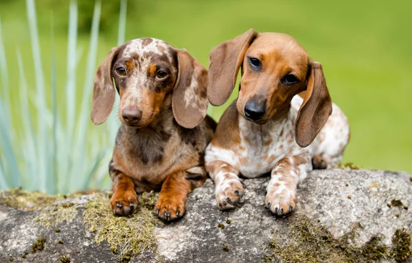 Dachshund Piebald Mármore Grama — Fotografia de Stock