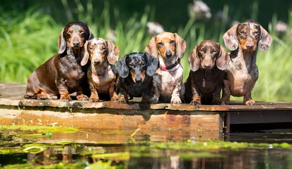 水遊び犬 ダックスフントの子犬が川で泳ぐ — ストック写真