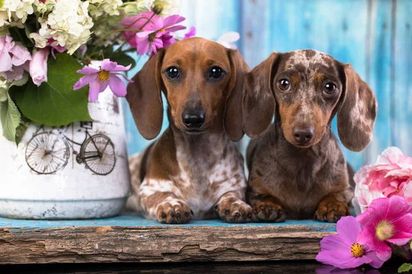 ダックスフント子犬ブラウン日焼け色とパイボールド — ストック写真