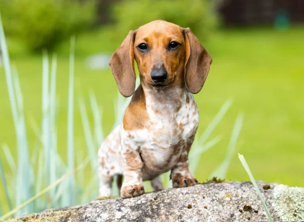 Perro Salchicha Acostado Hierba —  Fotos de Stock