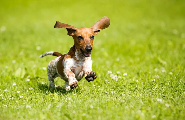达赫肖德小狗在草地上玩耍 — 图库照片