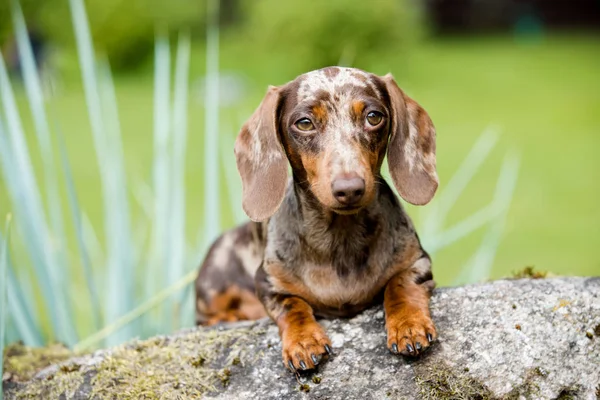 Dachshunds Filhote Cachorro Estão Jogando Grama — Fotografia de Stock