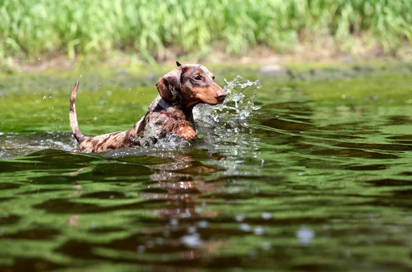 Köpek Suda Oynamak Dachshund Köpek Yavrusu Nehirde Yüzmek Stok Resim