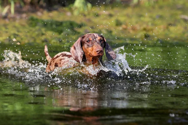 Dachshund Filhote Cachorro Cachorro Ano Novo Cachorro Natal Fotografia De Stock