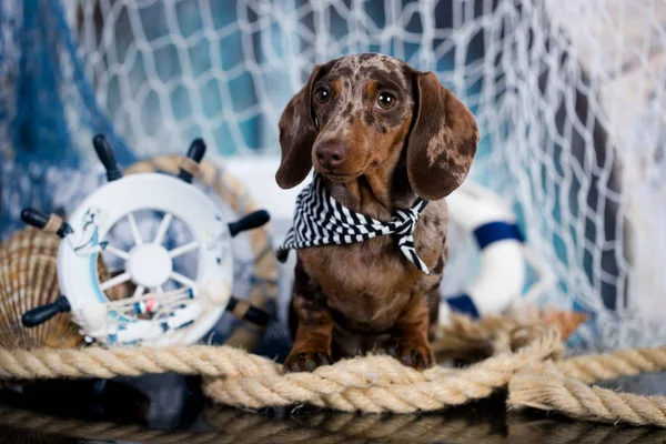 Dachshund puppy sailor and sea decorations — Stock Image Dachshund Puppy Sailor Sea Decorations Royalty Free Stock Photos
