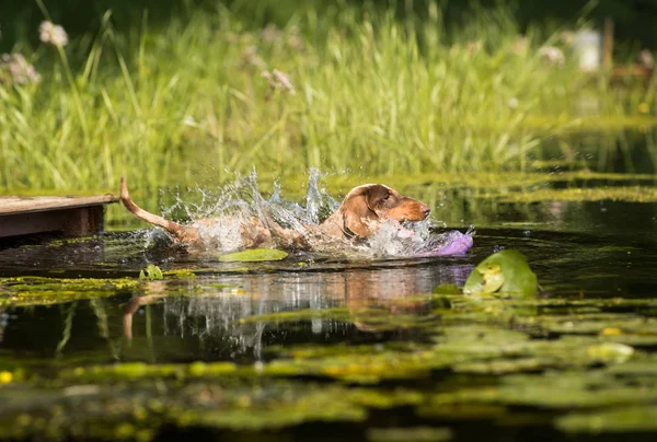Собака Грає Воді Такса Цуценя Пливе Річці Стокове Зображення