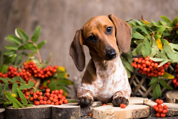 Dackel Hund Und Vogelbeere Herbst Hintergrund — Stockfoto