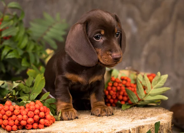 Ositinskiy jinsiy aloqa