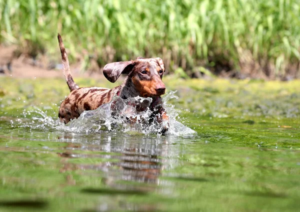 Perro Jugando Agua Perro Perro Salchicha Nadar Río —  Fotos de Stock