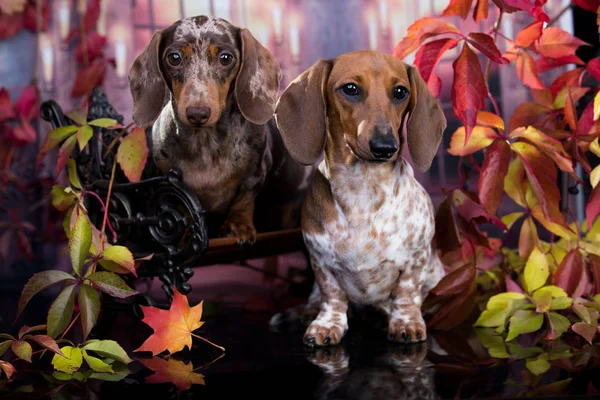 Dachshunds Cane Autunno Sfondo — Foto Stock