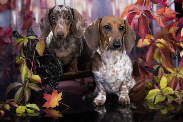 秋の背景にダックスフンド犬 — ストック写真