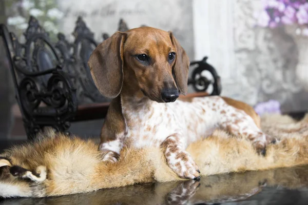 Puppy Dachshund New Year Puppy Christmas Dog — Stock Photo, Image