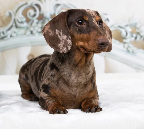 Retrato Perro Dachshund Sobre Fondo Blanco Imagen De Stock