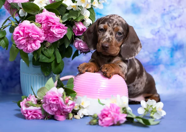 ダックスフント子犬ブラウンタン大理石色とピンクのバラの花束 — ストック写真