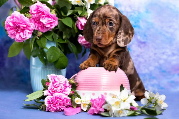 Dachshund Puppy Brown Tan Marble Color Bouquet Pink Roses — Stock Photo, Image