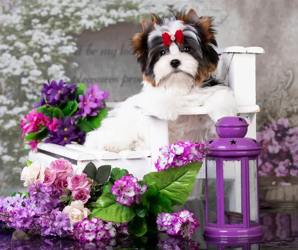 Welpe Eines Biewer Yorkshire Terriers Und Blumen — Stockfoto