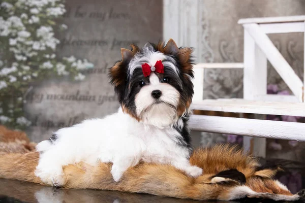 Filhote Cachorro Biewer Yorkshire Terrier Flores — Fotografia de Stock