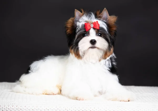 Filhote Cachorro Biewer Yorkshire Terrier Flores — Fotografia de Stock