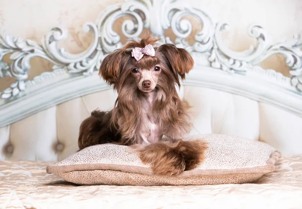 Kinesiska Crested Hund Ligger Sängen Och Tittar Kameran — Stockfoto