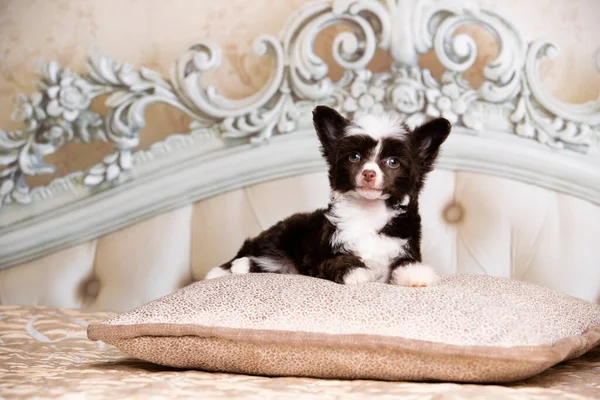 Portretul Câinelui Brun Rasă Crested Dog Chinezesc Pulbere Puff — Fotografie, imagine de stoc